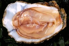 Oyster is a powerful stimulant of sexual desire